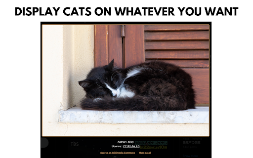 I really wanna see cats instead :: Before you fall into the doomscrolling trap, how about a cat break. You wanna see cats as many as you can in your life, right?