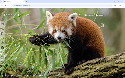 Red Panda Wallpaper :: Red Panda wallpaper turn new tab to custom HD Red Panda background. Red Panda wallpaper background themes for animal fans.