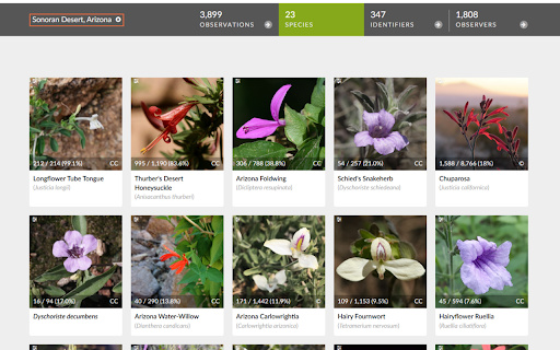 iNatty Localness Checker :: Adds local/global observation stats to iNaturalist species tiles to help highlight local standouts. Shows the Place Total / Global…