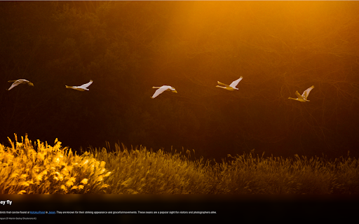 Picture of the Day :: Transform your new tab daily pictures from NASA, Wikipedia, and Bing with AI enhanced information.