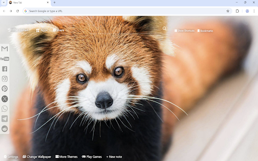 Red Panda Wallpaper :: Red Panda wallpaper turn new tab to custom HD Red Panda background. Red Panda wallpaper background themes for animal fans.