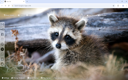 Raccoon Wallpaper :: Raccoon Wallpaper turn new tab to custom HD Raccoon background. Cute Raccoon wallpaper background theme for animal fans.