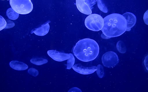 Jellyfish Aquarium Live Wallpaper :: Transform your new tab with a serene jellyfish aquarium, featuring stunning live HD video wallpapers for a calming experience.