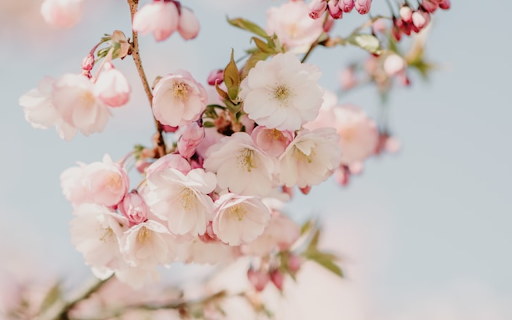 NatureTab - Beautiful Nature Backgrounds :: Transform your new tab with stunning nature photography. Fresh inspiring landscapes every time you open a new tab.