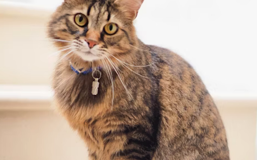 Image Zoom :: Zoom and pan images with mouse-centered controls. Hold Ctrl + scroll to zoom, click and drag to pan, double-click to reset.