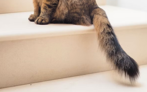 Image Zoom :: Zoom and pan images with mouse-centered controls. Hold Ctrl + scroll to zoom, click and drag to pan, double-click to reset.